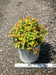 Spiraea JAP 'Dbl Play Candy Corn'