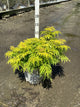 Sambucus lemony 'Lace'