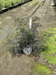 Sambucus nigra 'Eva'