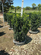 Taxus x media 'Hicksii'