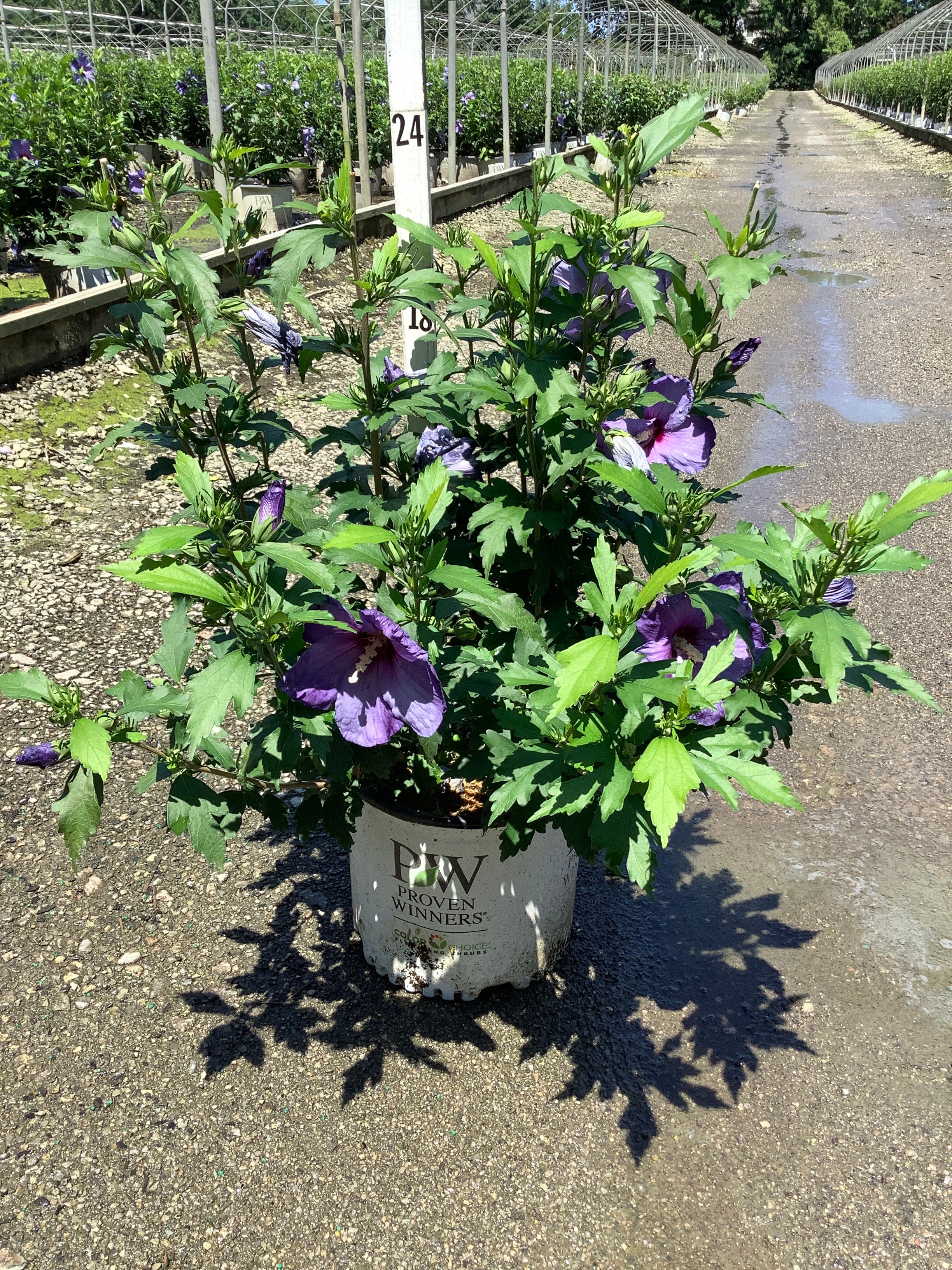 Hibiscus paraplu 'Violet'
