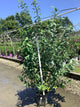 Salix caprea