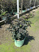 Sambucus nigra 'Eiffel 1' BLACK TOWER
