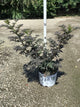 Sambucus N 'Laced Up'
