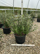 Syringa meyeri 'Palibin'