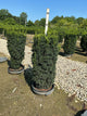 Taxus media 'Maureen'