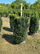 Taxus x media 'Hicksii'