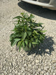 Rudbeckia fulgida var. sullivantii 'Little Goldstar'