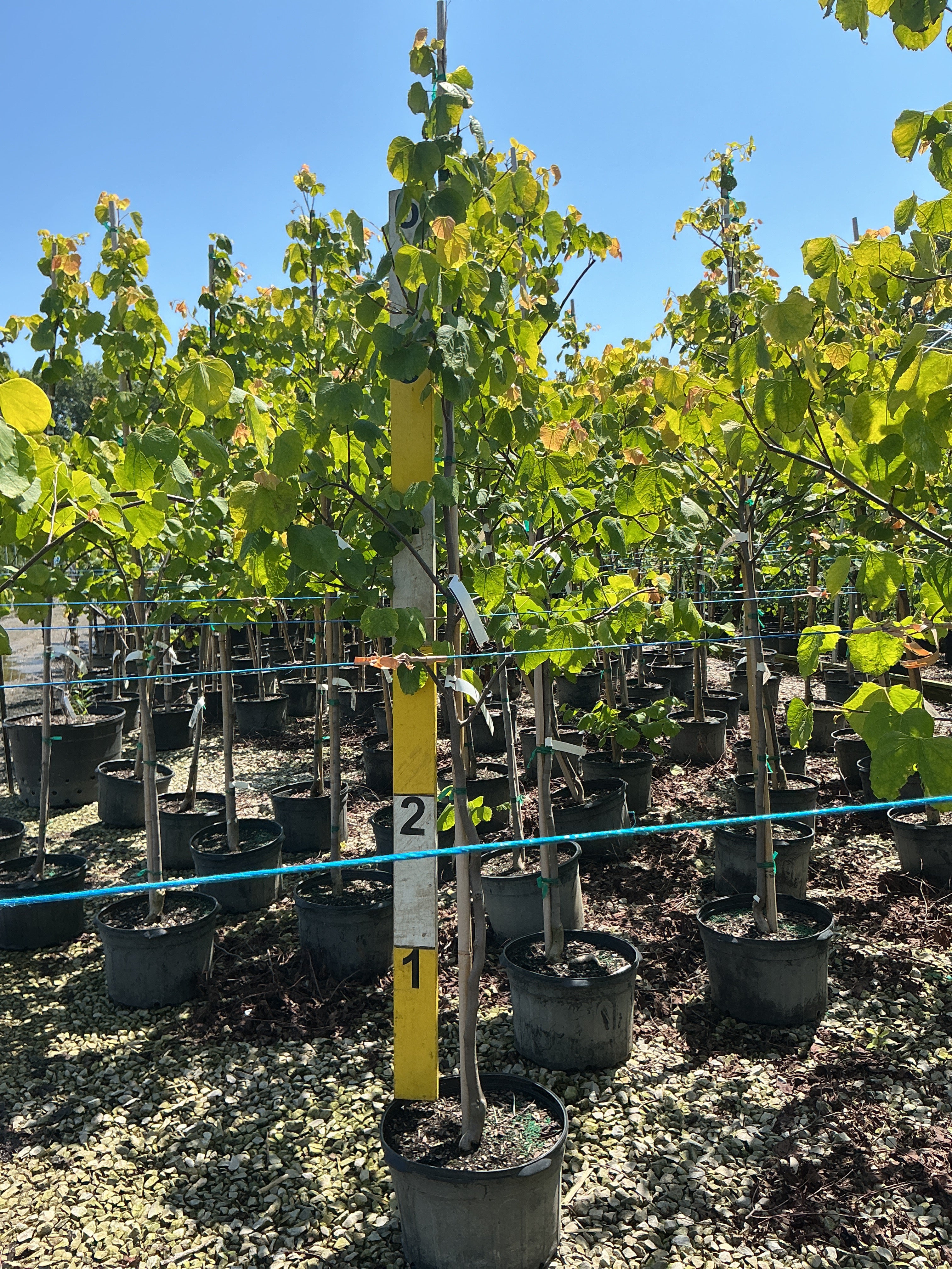 Cercis canadensis 'Hearts of Gold'