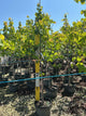 Cercis canadensis 'Hearts of Gold'