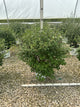 Syringa x 'Penda'