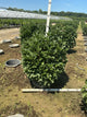 Viburnum trilobum 'Compactum'