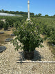 Viburnum prunifolium 'Summer Magic'