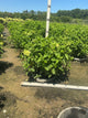 Hydrangea paniculata 'Zwijnenburg'