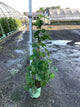 Vitis canadice 'Canadice'