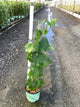 Vitis lakemont 'Lakemont'