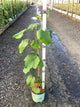 Vitis mars 'Mars'