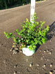 Vaccinium bluecrop 'Bluecrop'