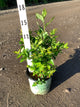 Vaccinium corymbosum 'Duke'