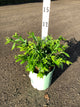 Vaccinium x 'Top Hat'
