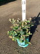 Vaccinium 'Pink Icing'