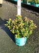 Vaccinium x 'Peach Sorbet'