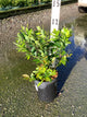 Vaccinium chandler 'Chandler'