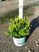 Vaccinium berrybux