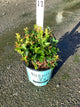 Vaccinium x 'Jelly Bean'