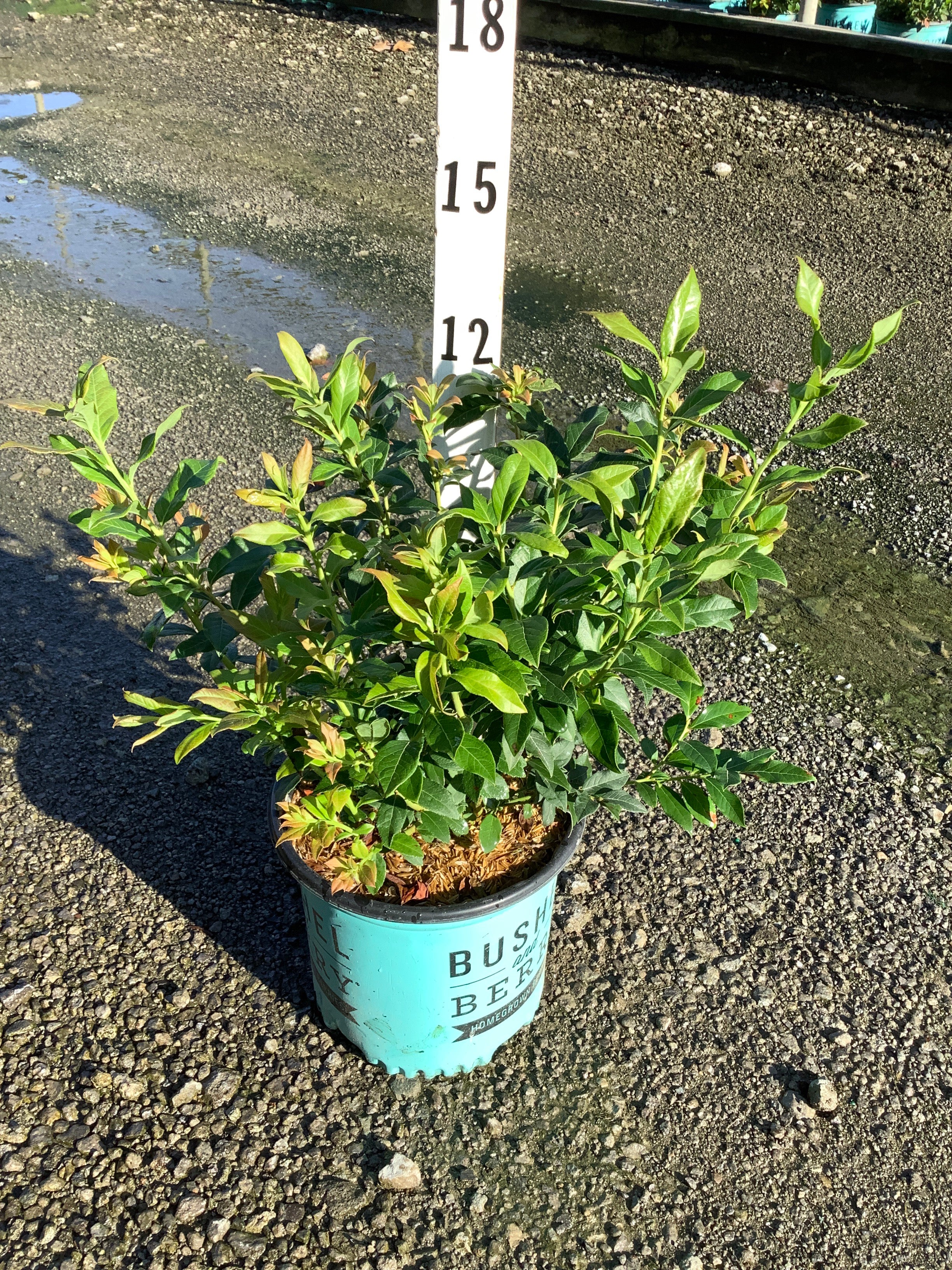 Vaccinium perpetua
