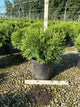 Thuja occidentalis 'Woodwardii'