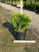 Thuja occidentalis 'Danica'