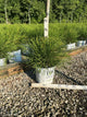 Thuja occidentalis ‘Whip It Good’