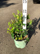Vaccinium patriot 'Patriot'