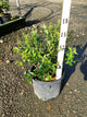Vaccinium corymbosum 'Duke'