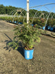 Sorbaria 'Cherry On Top'