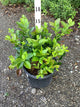 Vaccinium chandler 'Chandler'