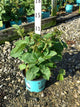 Rubus baby 'Cakes'