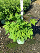 Rubus jewel