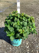 Rubus idaeus 'Raspberry Shortcake&trade;'