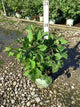 Rubus natchez