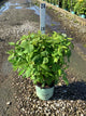 Rubus idaeus 'Heritage'