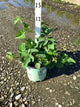 Rubus fruticosus 'Chester'