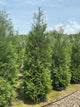 Thuja occidentalis 'American Pillar'