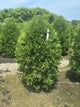 Thuja occidentalis 'Nigra'