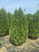 Thuja occidentalis 'Smaragd'