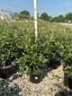 Viburnum x burkwoodii 'Mohawk'
