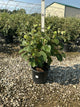 Viburnum x 'Carlesii'