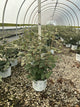 Viburnum carlesii 'Spice Girl'
