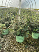 Viburnum carlesii 'Select Sugar N Spice'